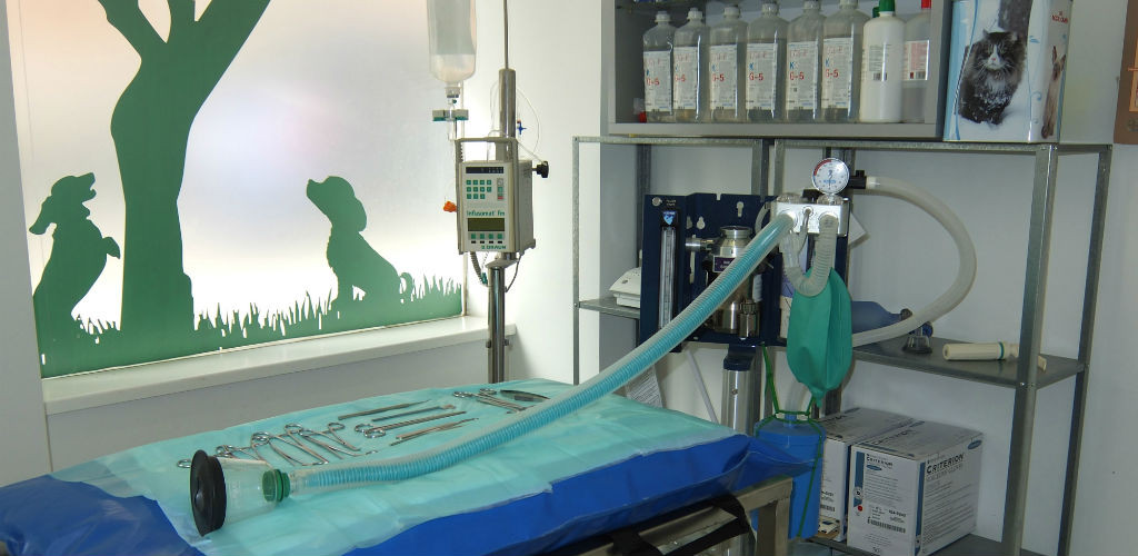 cirugia-veterinaria
