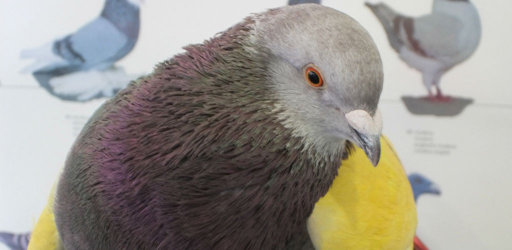consulta-aves-animales-exoticos-2