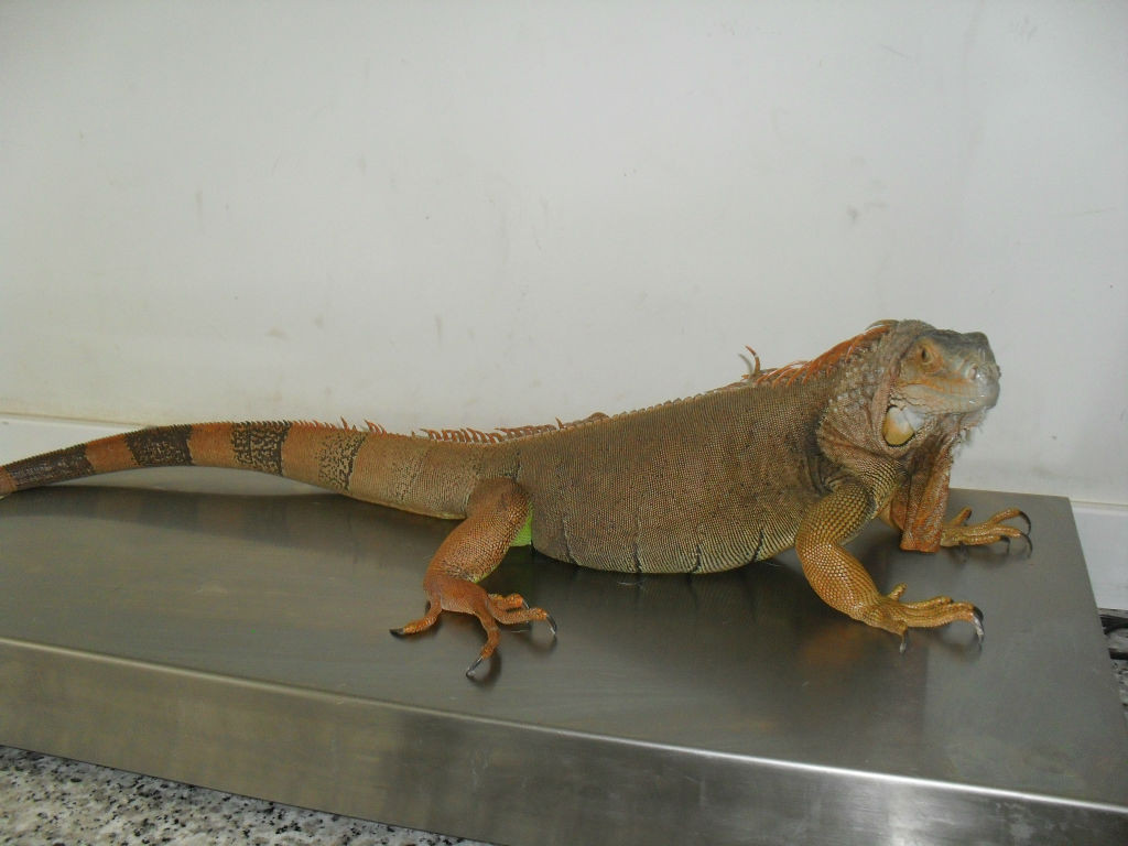 paciente-reptil