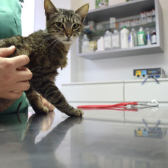 pacientes-gato-veterinaria