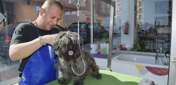 peluqueria-canina-felina-perros-gatos-conejos